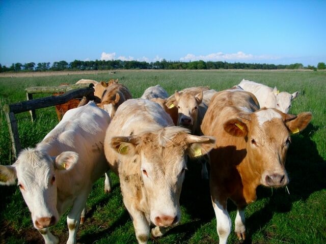 Ferienhaus in Fehmarn OT Wenkendorf - "Ferienhof Hinz" - Ferienhaus Hofkieker - Bild 19