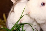 Ferienwohnung in Fehmarn OT Vitzdorf - Ferienhof Mau "Reihenhaus Schwein" - Bild 13