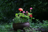 Ferienwohnung in Carinerland - Wagen am Rande der Welt - Bild 8