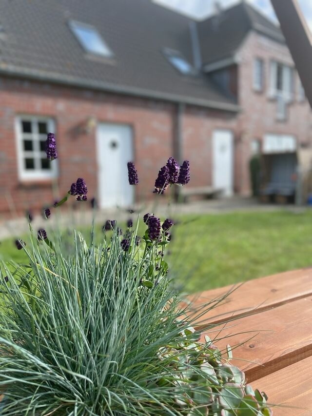 Ferienwohnung in Fehmarn OT Wulfen - Ruth Sonnenhut - Bild 23