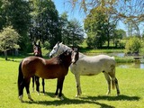 Ferienwohnung in Rieseby - Gut Büchenau - Ferienwohnung Meeresbrise - Bild 25