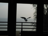 Ferienwohnung in Scharbeutz - Residence Sea View - Möwe zu Besuch