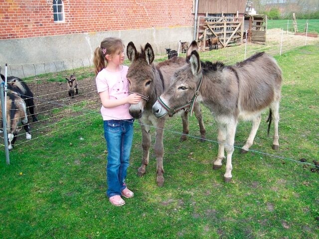 Ferienwohnung in Fehmarn OT Schlagsdorf - FeWo Nr. 1 - 4-Personen - Bild 14
