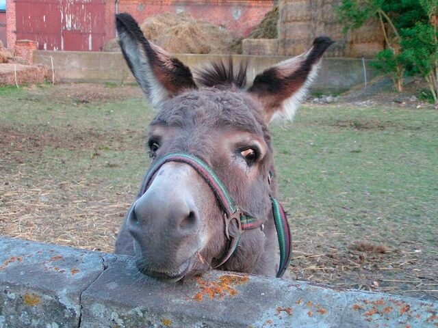 Ferienwohnung in Fehmarn OT Schlagsdorf - FeWo Nr. 1 - 4-Personen - Bild 15
