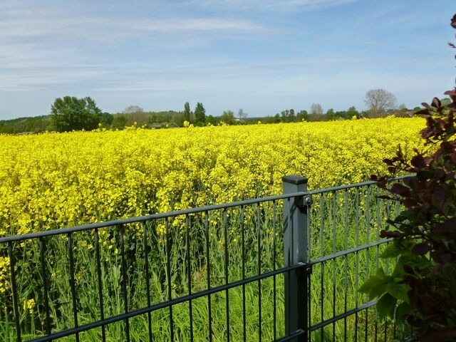 Bungalow in Dahme - Bungalow am Rosenbeet - Bild 12