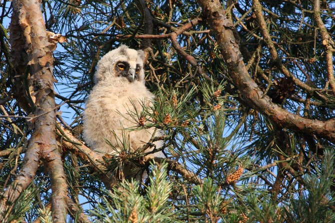Ferienhaus in R&ouml;vershagen - Ferienhaus Piratenburg R&ouml;vershagen - Bild 23